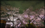 Cherry Blossoms in Tokyo