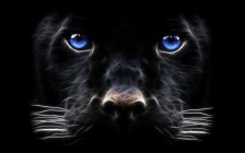 Art: Black Panther, Face