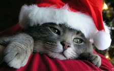 Christmas Cat