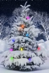 Christmas Tree, Lights, Snow