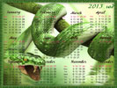 New Year 2013, Calendar, Snake