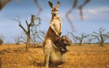 Weird Kangaroo