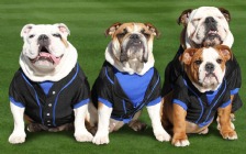 Baseball Dogs