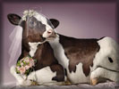 Cow Wedding