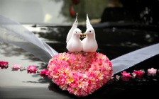 Wedding, White Pigeons & Rings