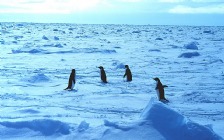 Penguins Walking on Sea Ice