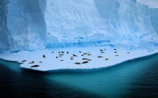 Seals on the Ice