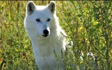White Wolf sitting in the Grass
