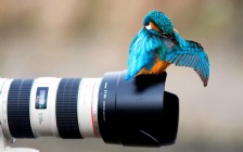 Bird, Kingfisher, Canon Camera
