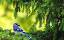 Bird on a Spruce Branch