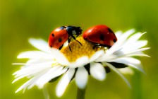 Ladybirds on the Camomile, Flower