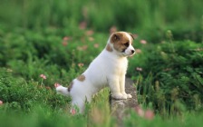 Boxer Dog, Puppy
