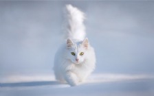 White Cat on the Snow