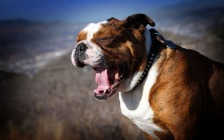 British Bulldog Yawn, Dog