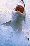 Shark with Mouth Open