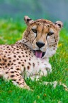 Gepard in the Grass