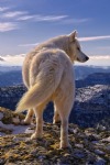 White Wolf in the Mountains