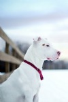 White Pit Bull, Dog, Snow