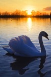 White Swan on the Lake