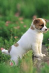Boxer Dog, Puppy