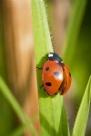 Ladybird, Macro