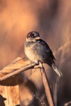 House Sparrow, Birds