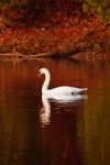 White Swan, Bird, Autumn