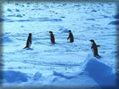 Penguins Walking on Sea Ice