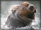 Bear in the Water