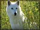 White Wolf sitting in the Grass