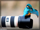 Bird, Kingfisher, Canon Camera
