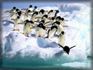 Penguins jumping into the Water