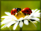 Ladybirds on the Camomile, Flower