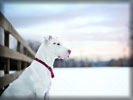 White Pit Bull, Dog, Snow