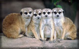 Meerkat, Suricate, Family