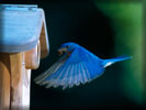 Flying Blue Bird