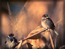 House Sparrow, Birds