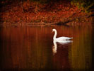 White Swan, Bird, Autumn