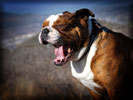 British Bulldog Yawn, Dog
