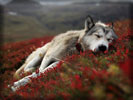 Sleeping Wolf
