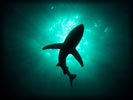 Shark Underwater