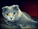 Grey Scottish Fold Cat