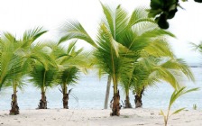 Beach And Sea, Coconut Palms
