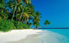 Beach And Sea, Coconut Palms, White Sand