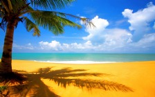 Beach and Sea, Palm Tree