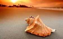 Beach and Sea, Seashell, Sunset
