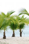 Beach And Sea, Coconut Palms