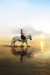 Beach and Sea, Horses, Couple