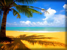 Beach and Sea, Palm Tree