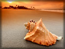 Beach and Sea, Seashell, Sunset